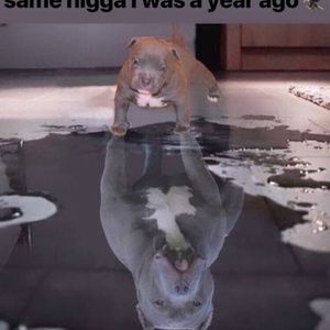 Meet your Posher, Brock